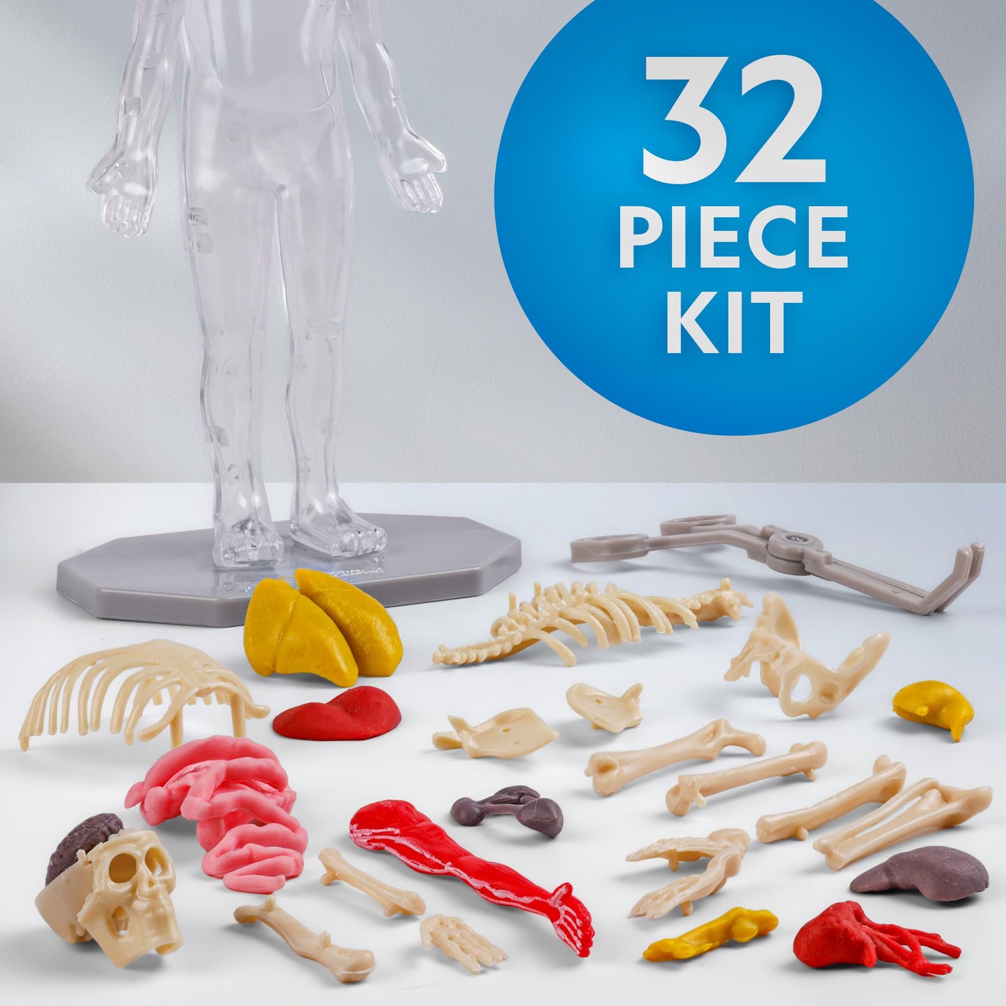 National Geographic Human Body Model for Kids That Glows in The Dark - 32-Piece Interactive Anatomy Model with Bones, Organs, Muscles, Science Kit Stocking Stuffer, Anatomy & Physiology Study Tools