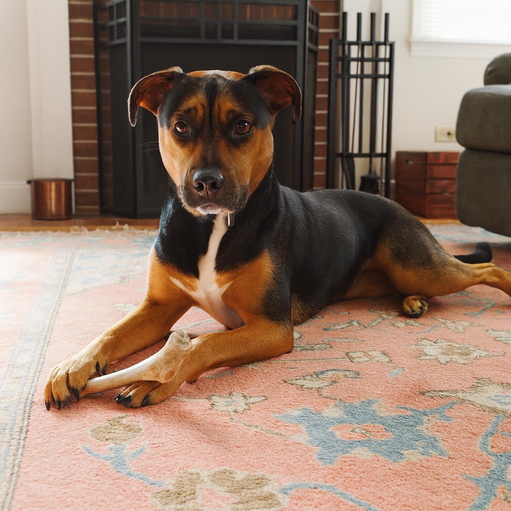 Whitetail Naturals - 3 Pack Medium - Deer Antler Dog Chews - Antlers for Medium Dogs - Long Lasting, Naturally Shed Antler Dog Bones