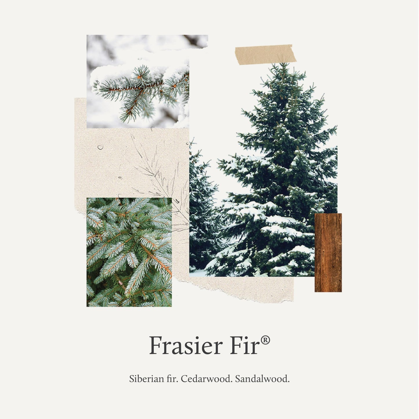 Thymes Scented Candles for Women & Men – Tin with Lid – Luxury Home Decor – Holiday Candles with Notes of Crisp Siberian Fir Needles, Cedarwood, & Sandalwood (Frasier Fir, 6.5 oz)